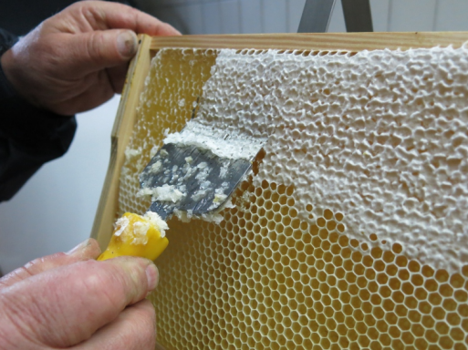 miodobranie odsklepianie ramek pszczelich